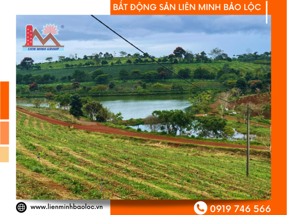 Đất Nền Mặt Tiền Đường Nhựa Đồi Chè Tâm Châu - Lộc Tân - Bảo Lâm