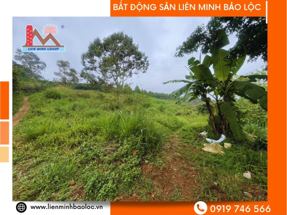 BLD624-Hơn 3000m2 Đất Lộc An Bảo Lâm Giá Rẻ