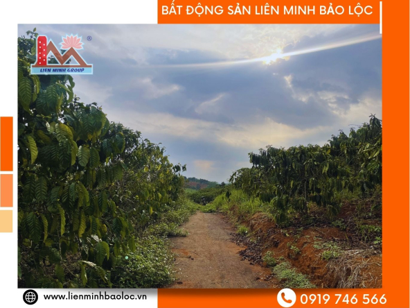 BLD629-Đất Vườn Lộc An Bảo Lâm Giá Rẻ