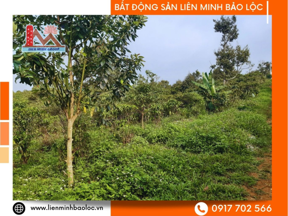 BLD634-Đất Vườn Lộc An Bảo Lâm Giá Rẻ