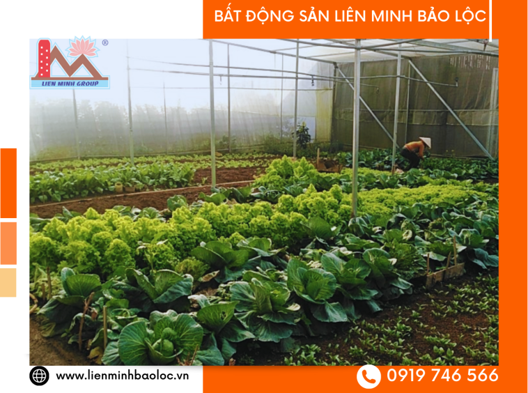 Nhà Và Nhà Trọ Mặt Tiền Đường 1 Tháng 5 - Phường B'lao - Bảo Lộc