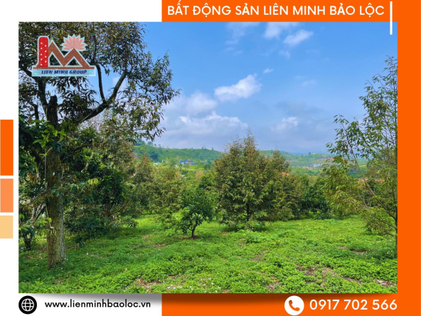 BLD633-Bán 7 Lô Đất Liền Kề Đambri Bảo Lộc