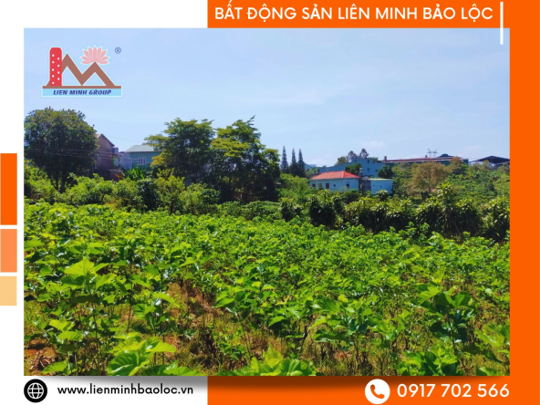 BLD632-Đất Thổ Cư Lý Thái Tổ Bảo Lộc