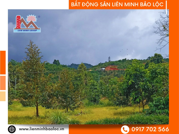 Bán Đất Vườn Xã Lộc Nam - Bảo Lâm Diện Tích Lớn