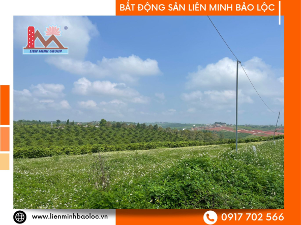 Đất Mặt Tiền Phường Lộc Phát - Bảo Lộc Giá Cực Rẻ