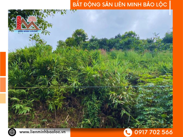 BLD252-Hơn 5000m2 Đất Bảo Lộc Giá Sốc cực tốt để đầu tư.