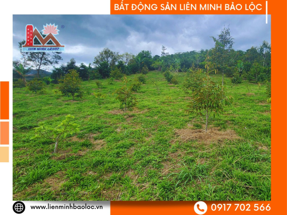 BLD598-Hơn 5000m2 Đất Lộc Thành Bảo Lộc