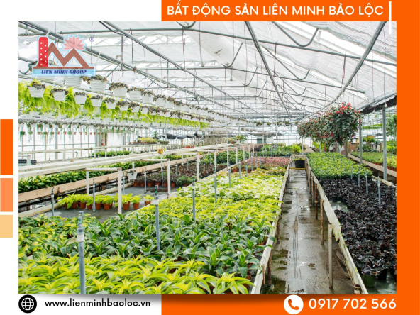 BLT112-Cho Thuê Đất Lộc Phát Bảo Lộc Giá Rẻ