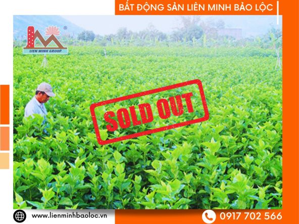 BLT98-Cho Thuê Đất Sẵn Dâu Tại Bảo Lộc