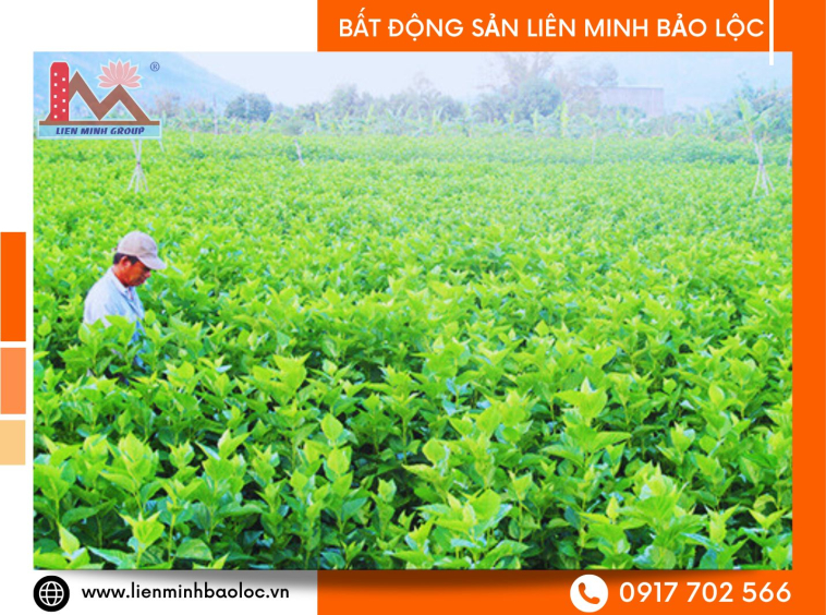Cho thuê đất trồng tại Bảo Lộc