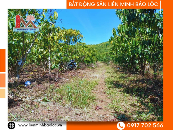 BLD588-Hơn 3 Sào Đất Lộc Thanh Bảo Lộc 