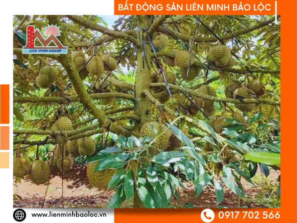 BLD742-Cần Nhượng Vườn Trái Cây Đang Thu Giá Trị Cao Tân Lạc Bảo Lâm