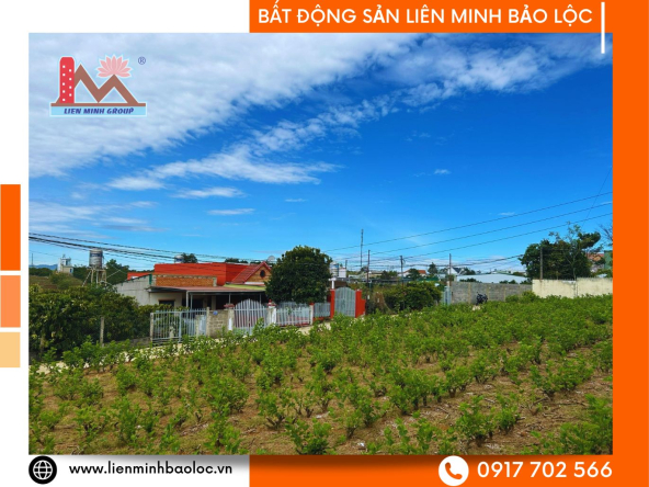 BLD781-Bán Đất Lý Thái Tổ Đambri Bảo Lộc