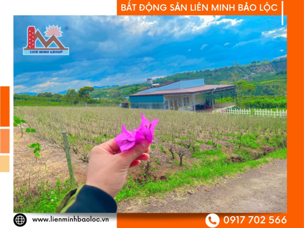 BLD785-Đất Trần Nhật Duật Đambri Bảo Lộc