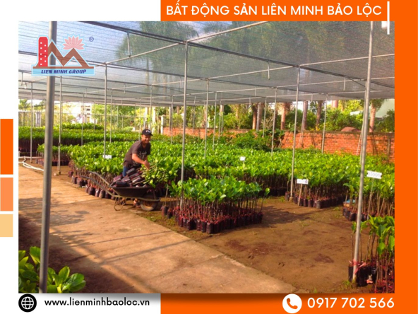 BLT234-Cho Thuê Đất Phạm Ngọc Thạch Bảo Lộc