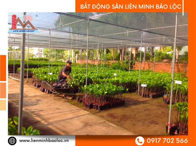Cho thuê đất làm vườn ươm trung tâm Bảo Lộc
