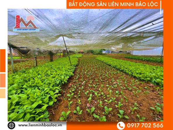 BLD795-Bán Đất Thổ Cư Phan Đình Phùng Lộc Tiến Bảo Lộc