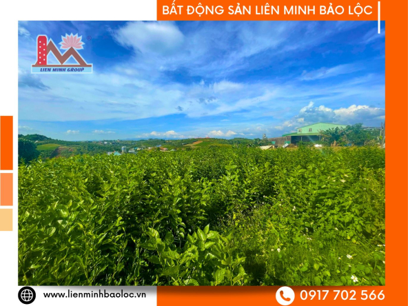 BLD804-Bán Đất 2 Mặt Tiền Lý Thái Tổ Đambri Bảo Lộc