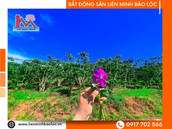 BLD820-Bán Đất Lý Thường Kiệt Lộc Quảng Bảo Lộc