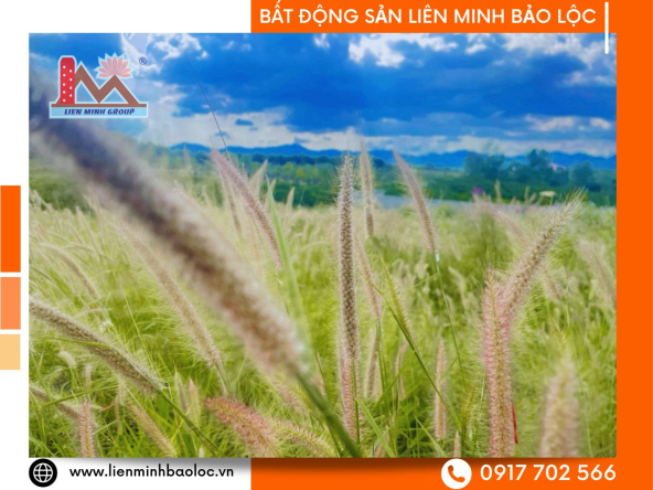 BLD855-Bán Đất Trần Tế Xương Đambri Bảo Lộc