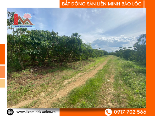 BLD900 Bán Đất Sào Bảo Lộc - phường Lộc Tiến