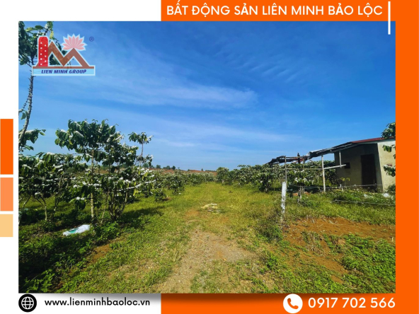 BLD882-Đất Nguyễn Thái Bình Lộc Phát Bảo Lộc