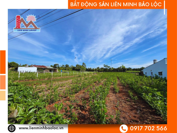 BLD907-Đất Mặt Tiền Tôn Thất Thuyết Đambri Bảo Lộc