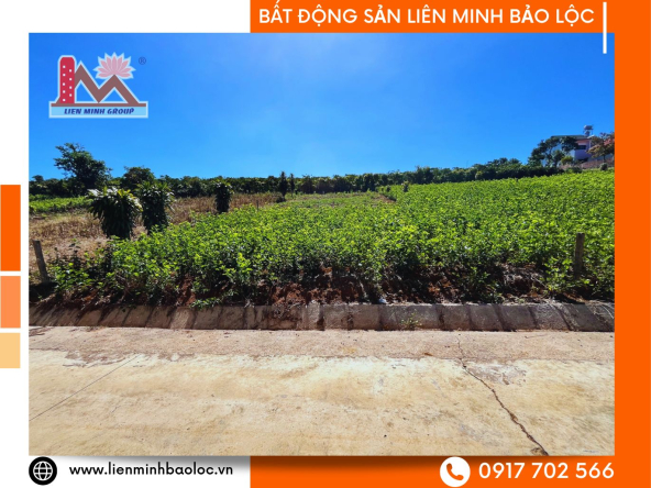 BLD934-Đất Thổ Cư Đambri Bảo Lộc