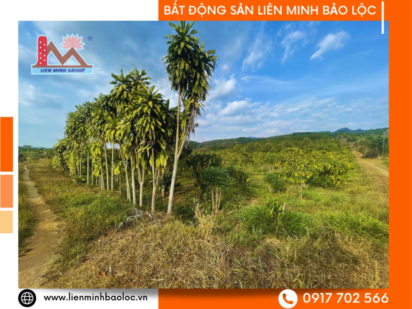 BLD939-Đất Vườn Đinh Công Tráng Lộc Châu Bảo Lộc