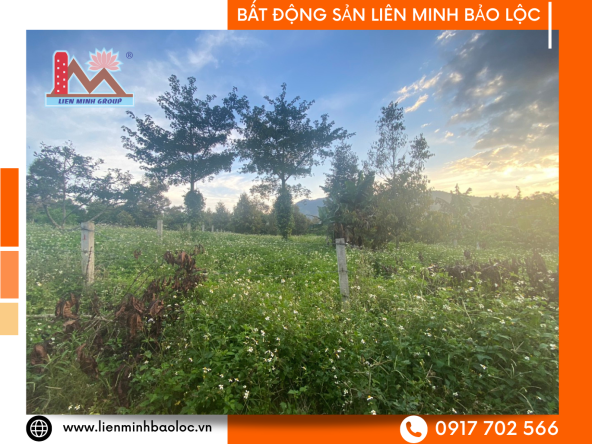 Bán Đất Chi Lăng