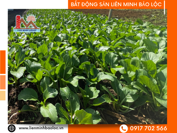 Bán Đất Nền Lộc Tiến