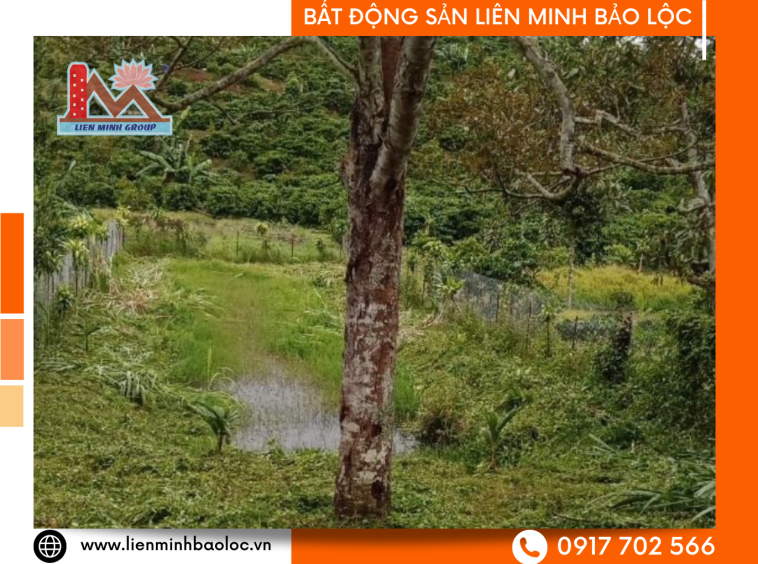 Bán Đất Lộc An - Bảo Lâm