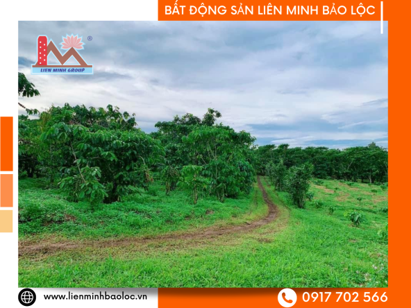 BLD865 Bán Đất Tân Lạc - Bảo Lâm