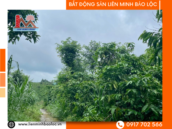 Bán Đất Sào Xã Lộc Đức