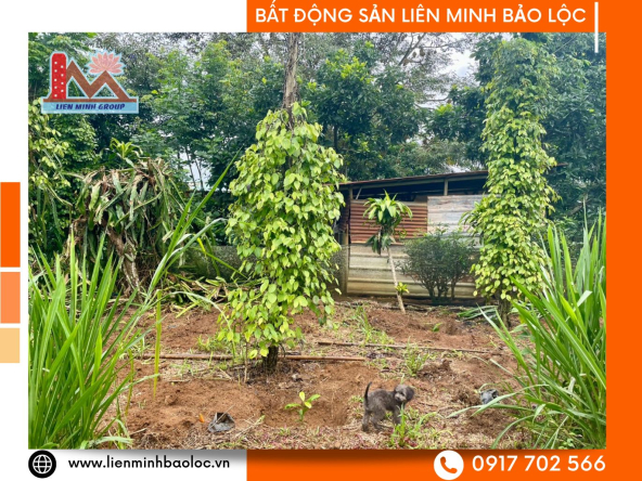 BLD1045-Bán Đất Sào Lộc Đức Bảo Lâm