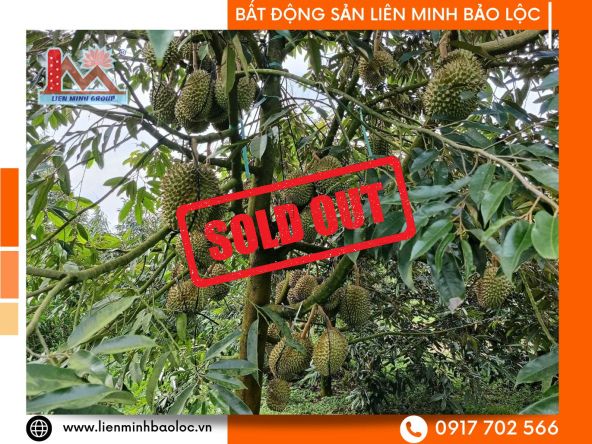 BLD1059-Đất Sào Tân Lạc Bảo Lâm (Trồng Sầu Riêng Thái và Musangking)