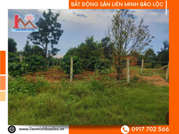 BLD1065-Đất Đức Giang Lộc Đức Bảo Lâm