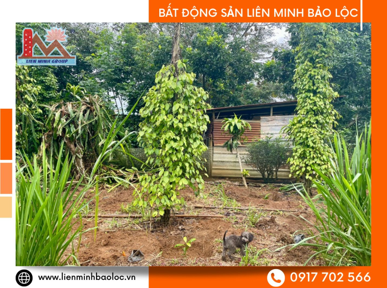 Đất sào Bảo Lâm giá rẻ