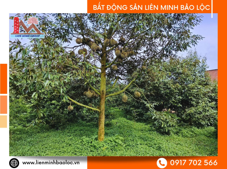 Bán đất Bảo Lâm giá rẻ