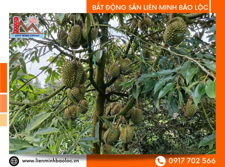 Bất động sản Bảo Lâm giá rẻ