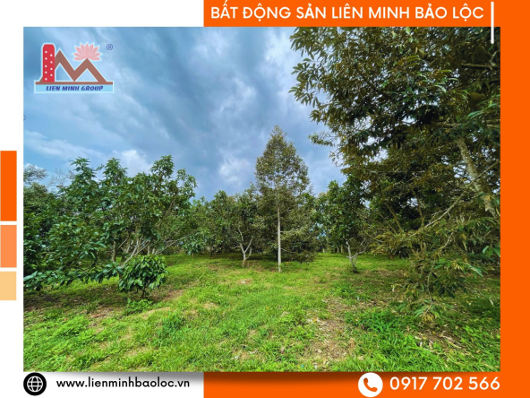 BLD1080-Đất Vườn Sầu Riêng Bơ Hòa Nam Di Linh