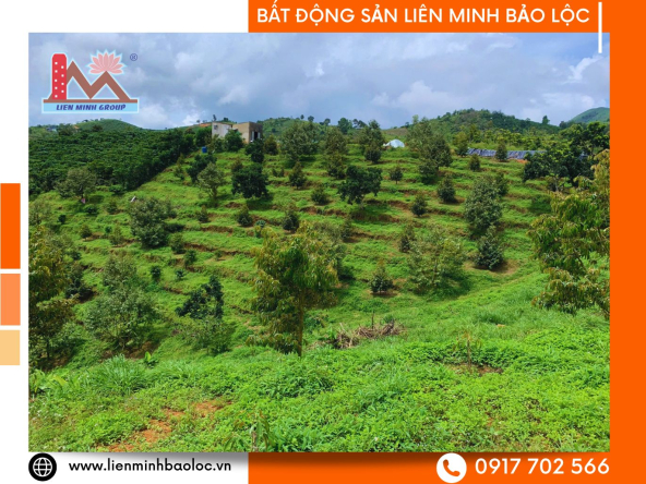 BLD1094-Đất Vườn Sầu Riêng Lộc Thành Bảo Lâm