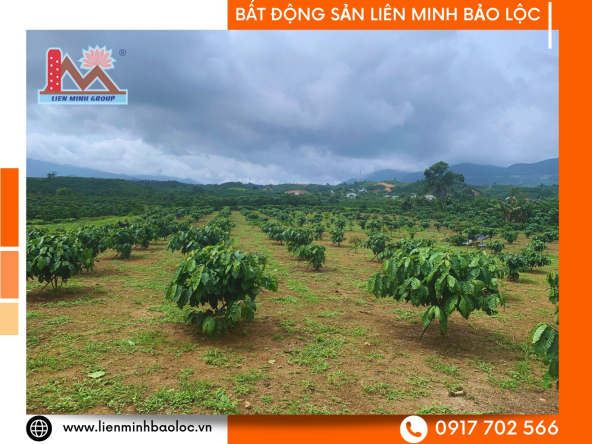 BLD1107-Đất Blaosire Đại Lào Bảo Lộc