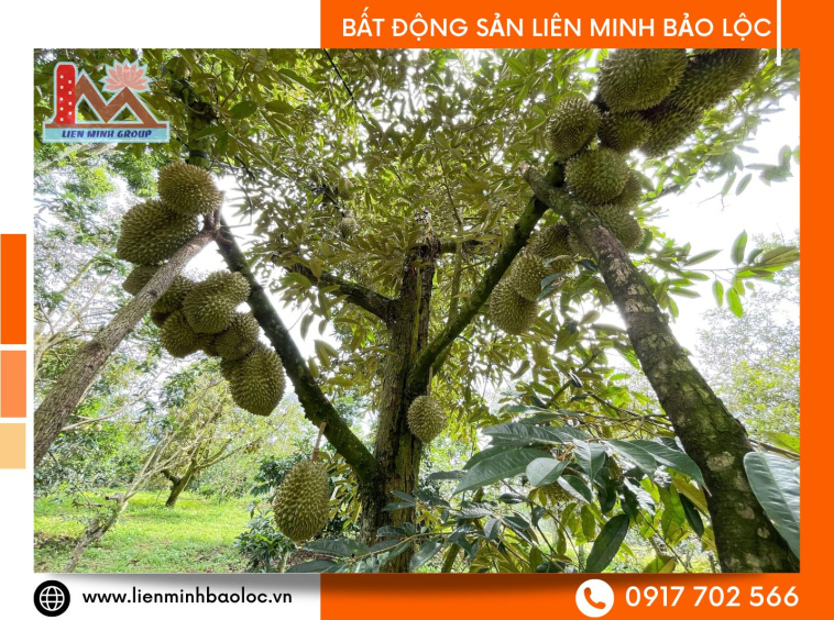 Đất vườn sầu riêng Di Linh