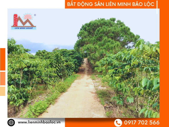 BLD1153-Đất Sào Lê Thị Riêng Lộc Châu