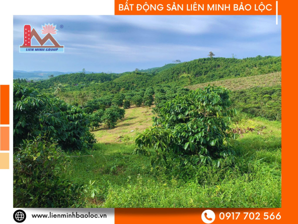BLD1158-Đất Sào BlaoSire Đại Lào Bảo Lộc