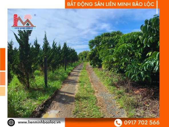 BLD1164-Đất Phan Châu Trinh Lộc Tiến Bảo Lộc
